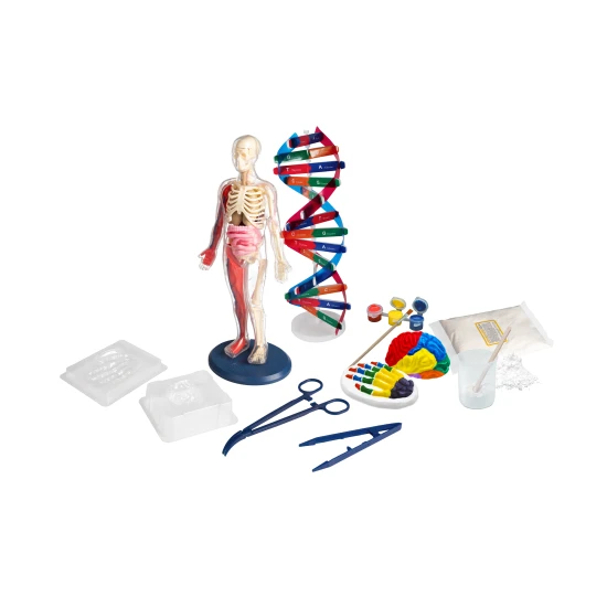 Interaktivní model lidského těla s orgány a kostmi.