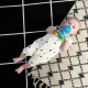 Kousátko/chrastítko Opus’s Shake & Soothe™ 0m+ Baby Einstein 13157-6