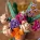 LEGO Botanicals