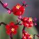 LEGO Botanicals 10369 Meruňka japonská LEGO Botanicals 10369 Meruňka japonská