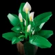 LEGO Botanicals 11504 Toulcovec
