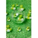 Petit Boum, Happy Bubble Žabka