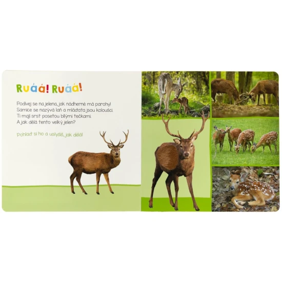 Jak dělá jelen? A jak divočák? Pohlaď si jejich jemnou srst a zjisti, jak dělají.