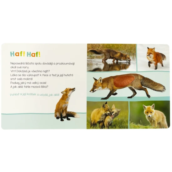 Jak dělá jelen? A jak divočák? Pohlaď si jejich jemnou srst a zjisti, jak dělají.