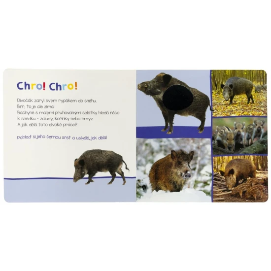 Jak dělá jelen? A jak divočák? Pohlaď si jejich jemnou srst a zjisti, jak dělají.