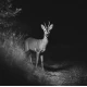 Noční dalekohled pro děti – ideální pro pozorování noční přírody, natáčení videí a fotografování.